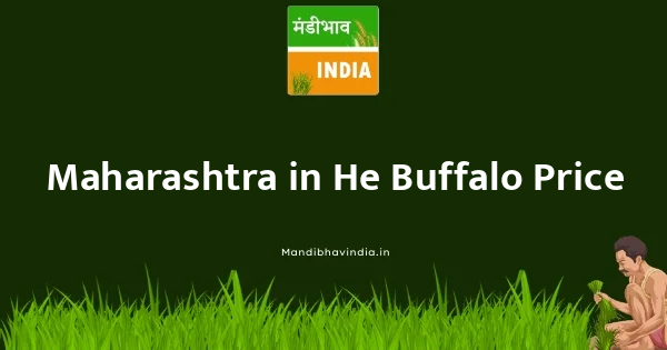 He Buffalo भाव